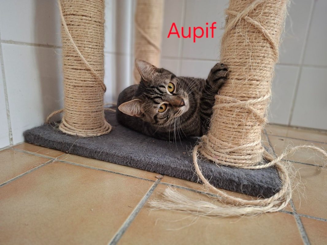 Aupif - Chat Européen à adopter