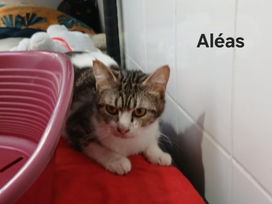 Aléas - Chat Européen à adopter