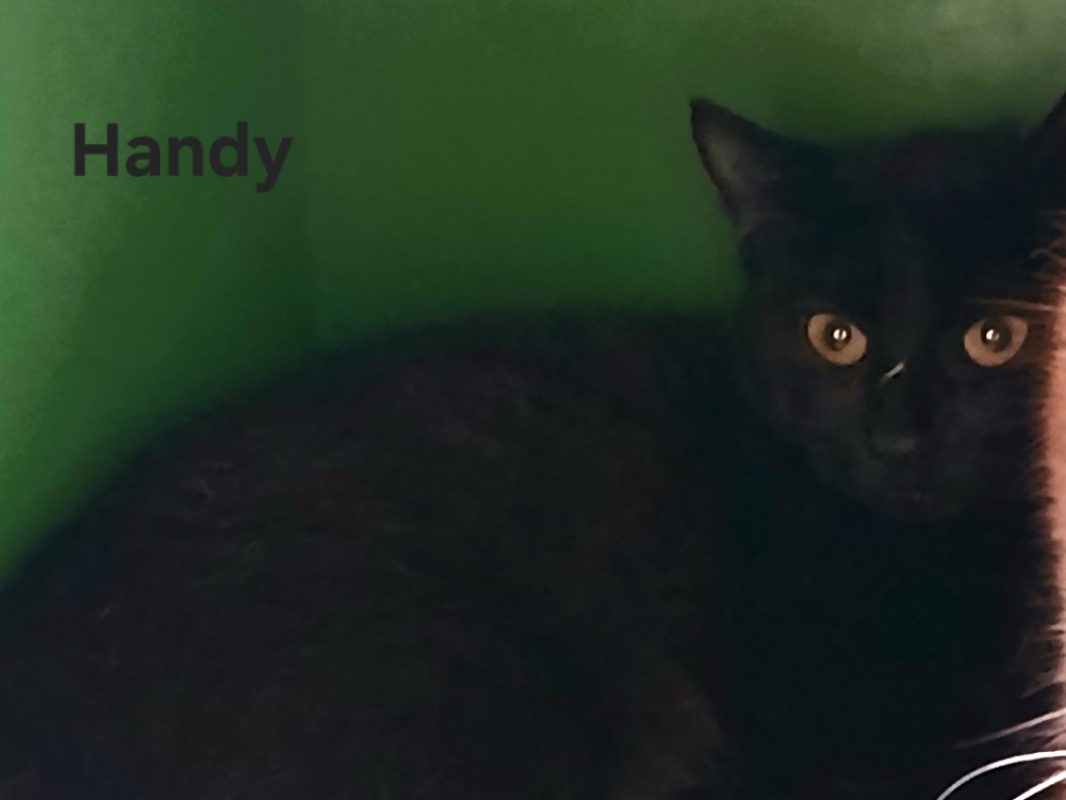 Handy - Chat Européen à adopter