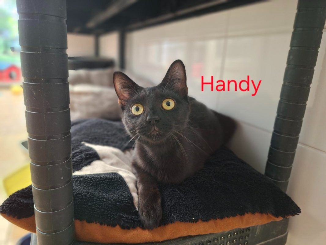 Handy - Chat Européen à adopter