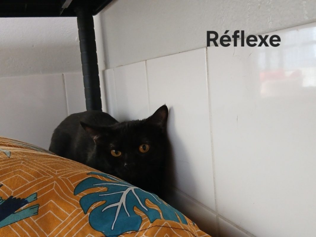Réflexe - Chat Européen à adopter