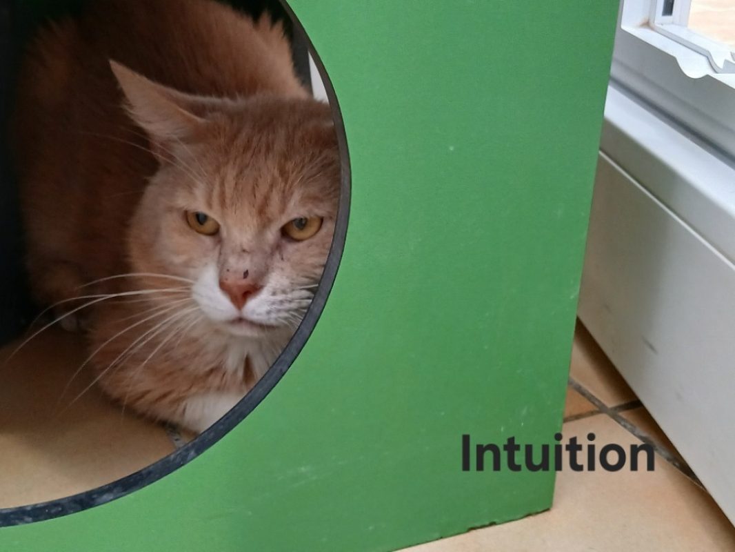Intuition - Chat Européen à adopter