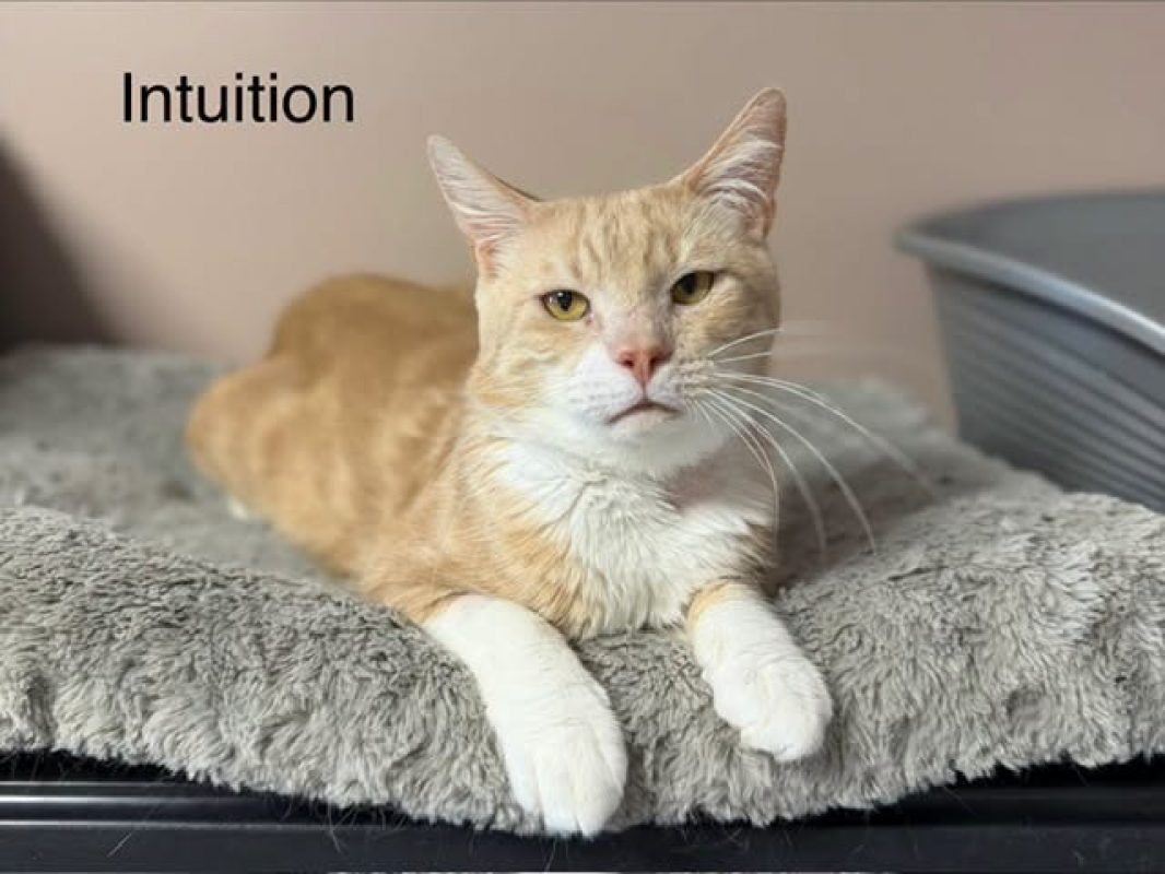 Intuition - Chat Européen à adopter
