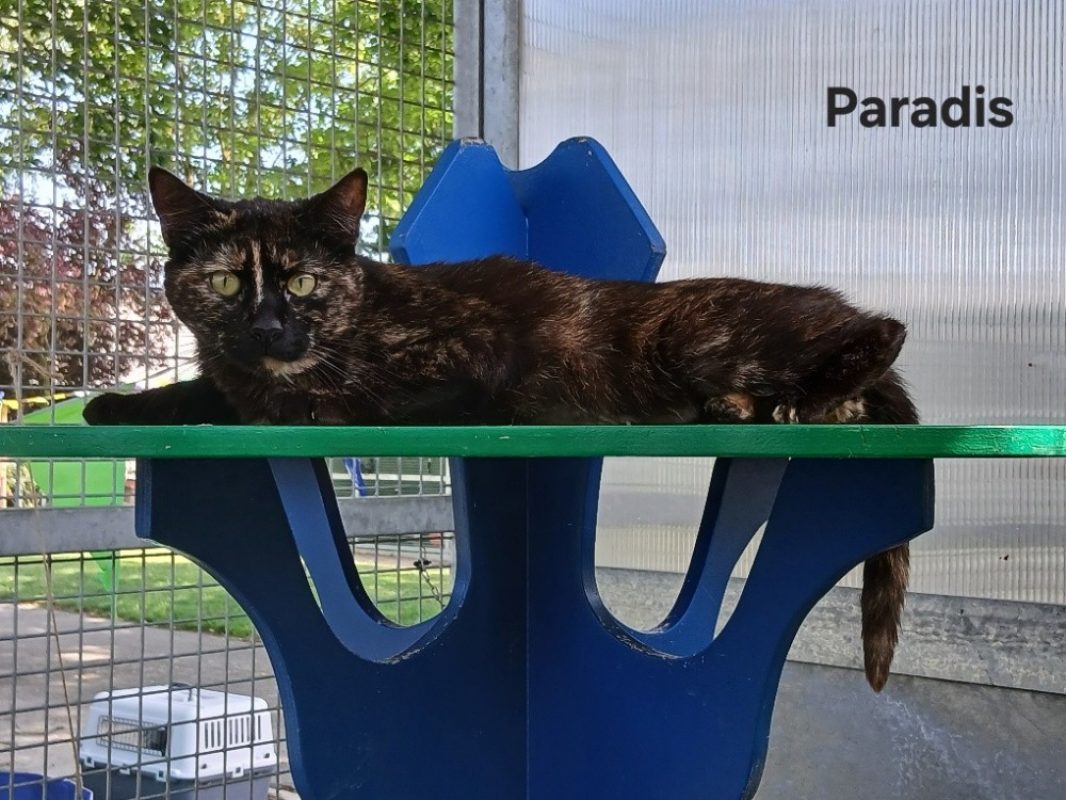 Paradis - Chat Européen à adopter