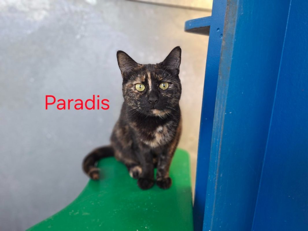 Paradis - Chat Européen à adopter