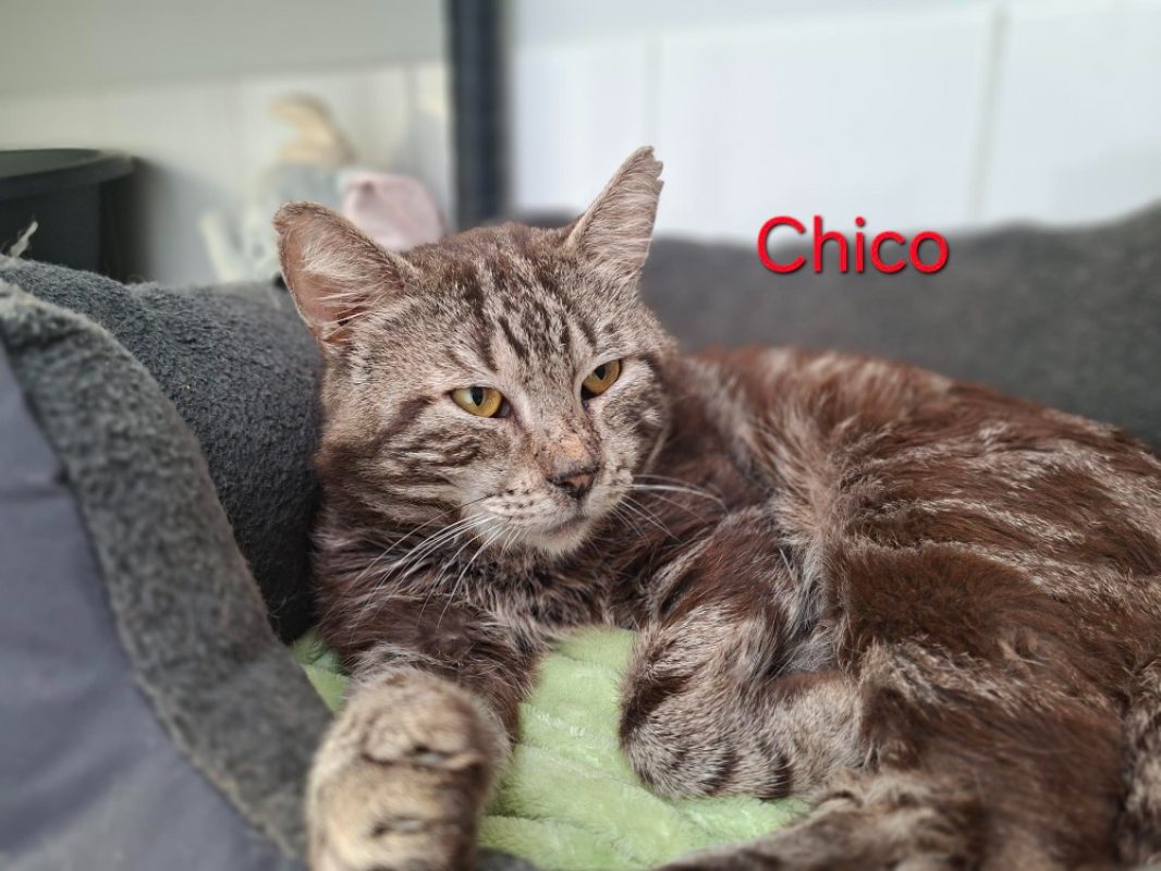 Chico - Chat Européen à adopter