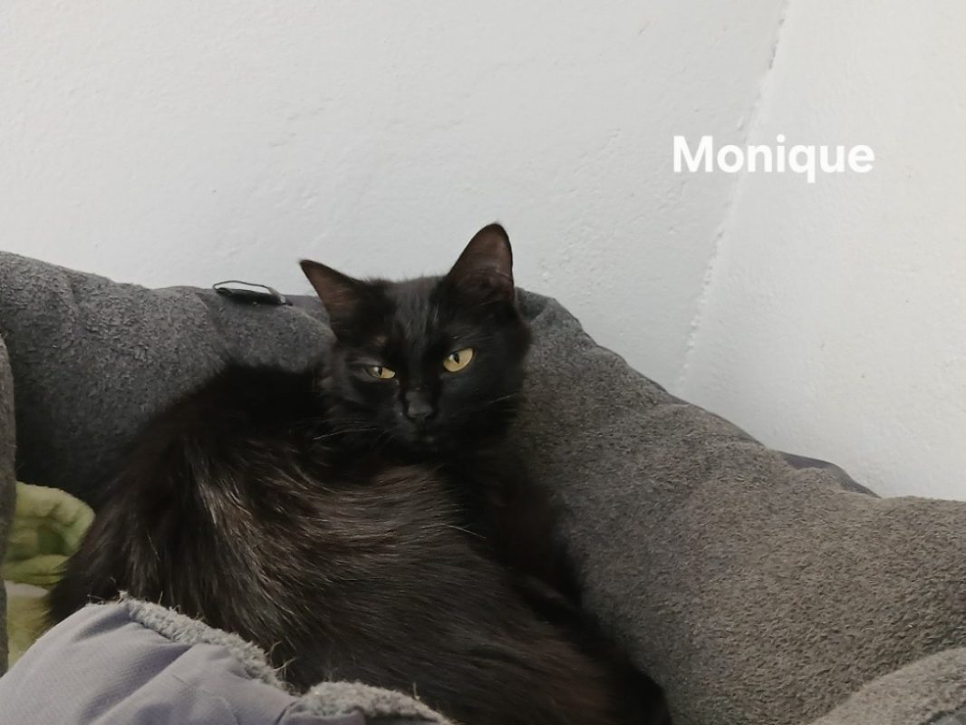 Monique - Chat Européen à adopter