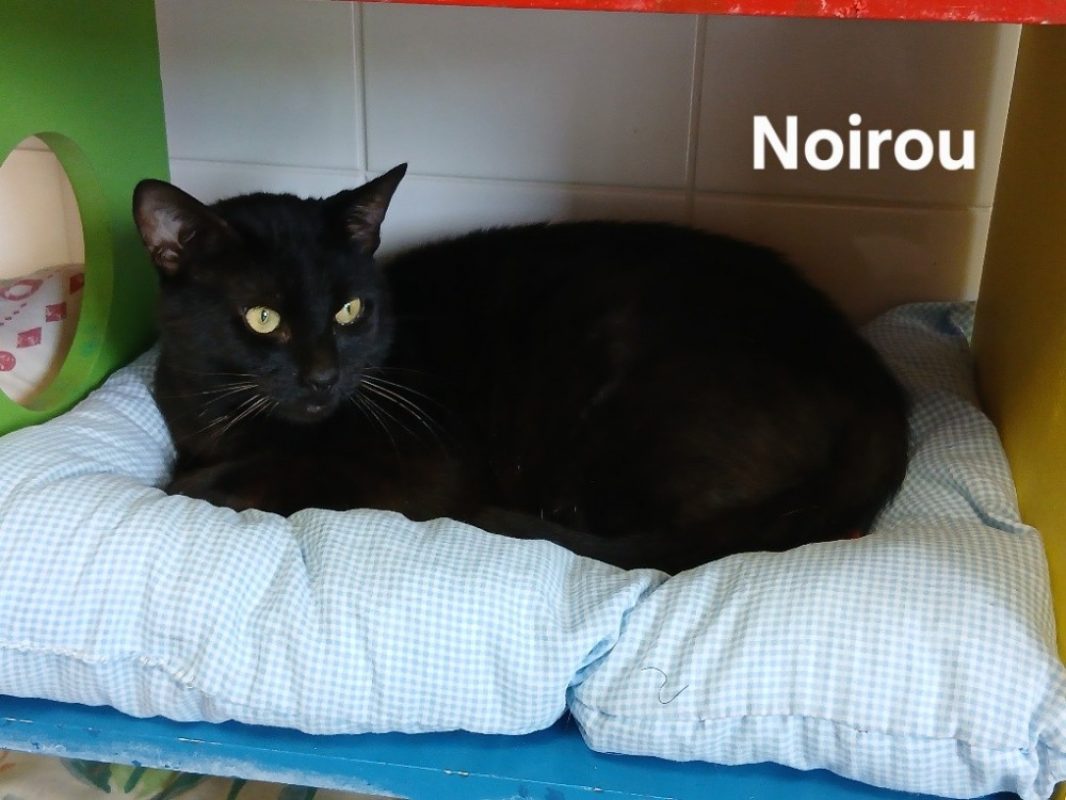 Noirou - Chat Européen à adopter