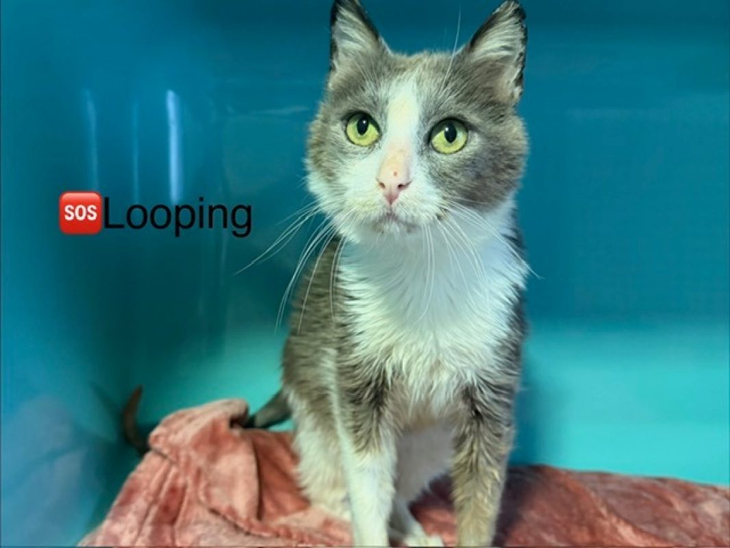 Looping - Chat Européen à adopter