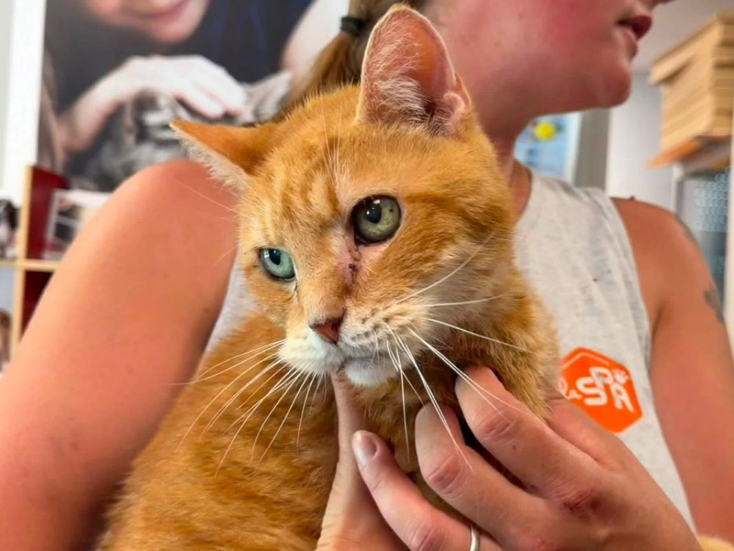 Rox en sos - Chat Européen à adopter