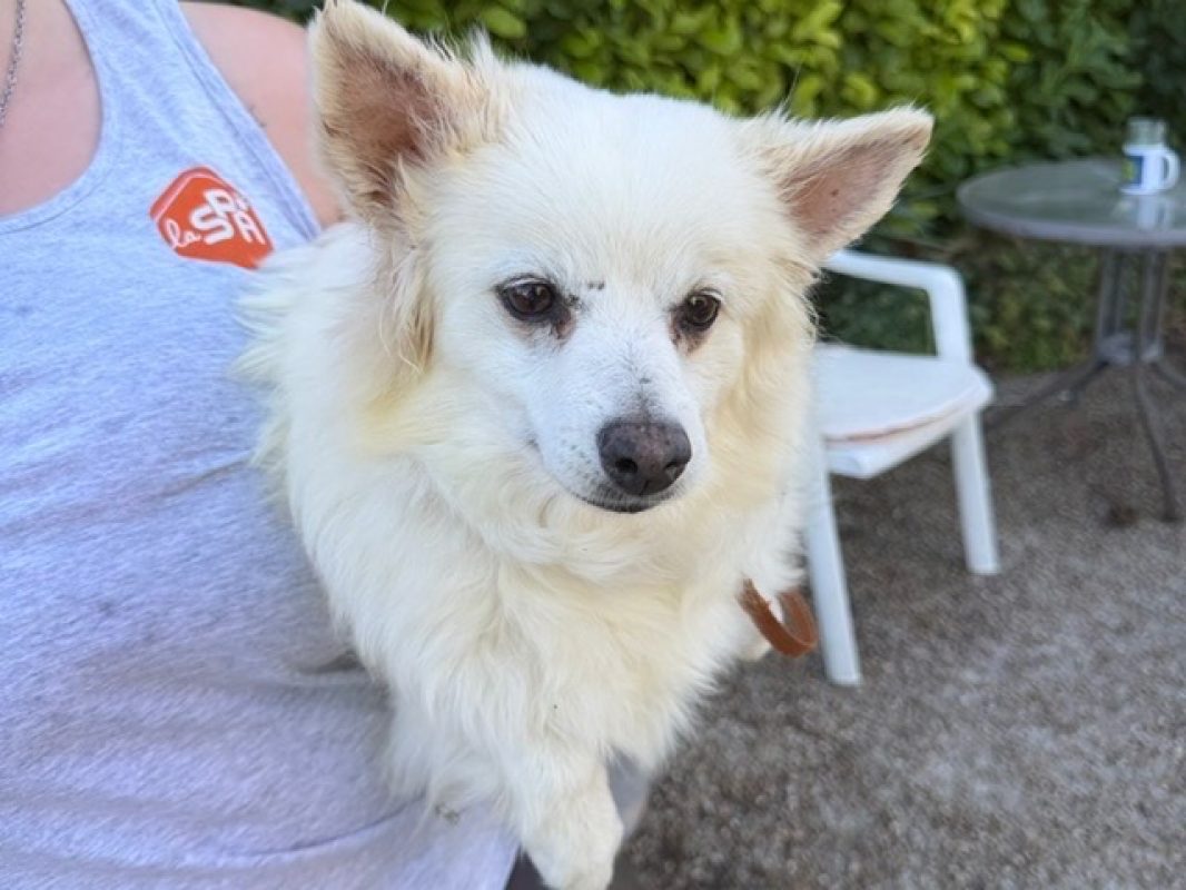 Lucy - Chien Spitz Allemand à adopter