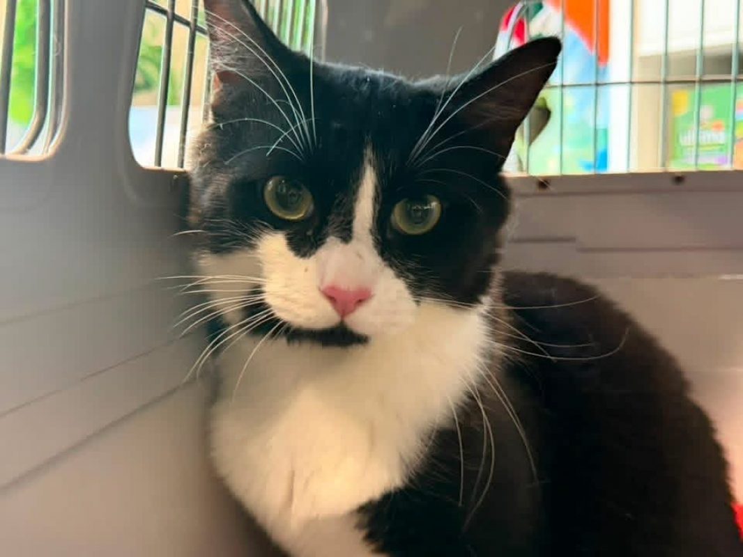 Pakito - Chat Européen à adopter