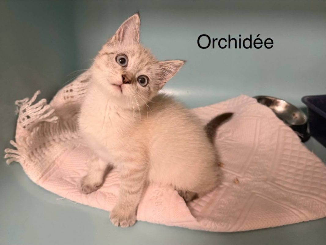 Orchydé - Chat à adopter