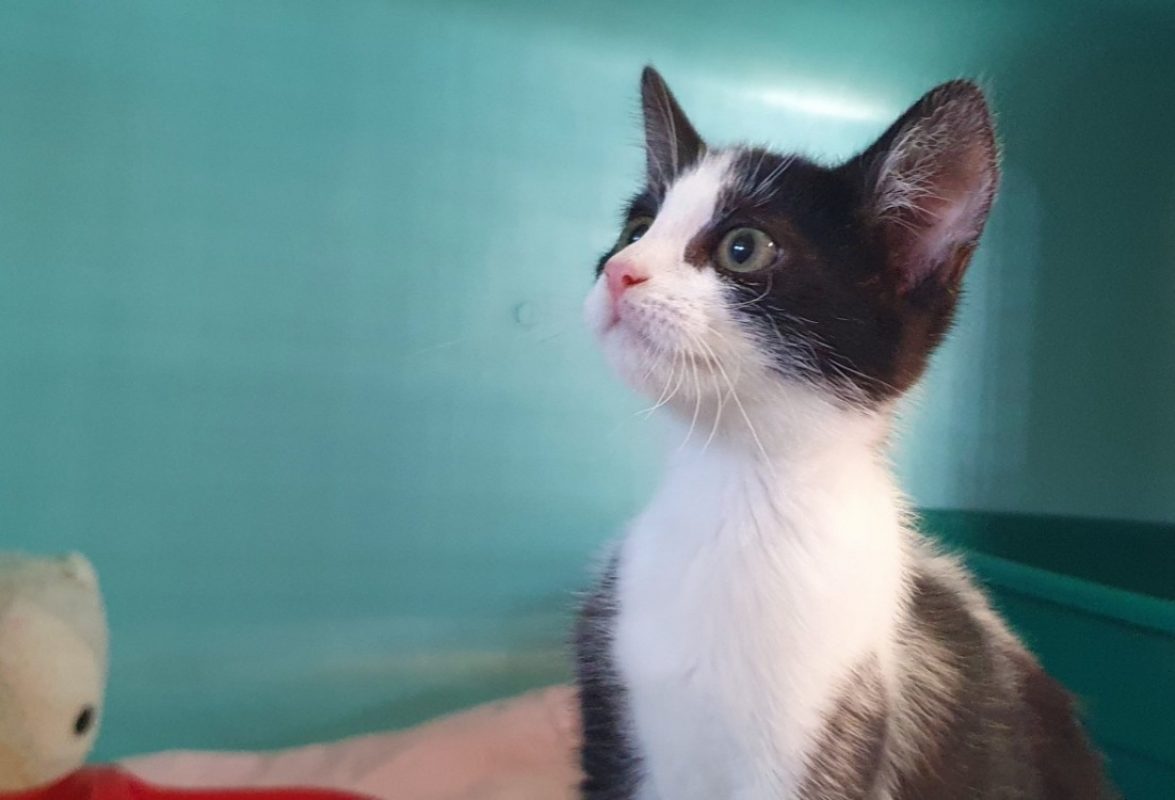 Bellanor - Chat Européen à adopter