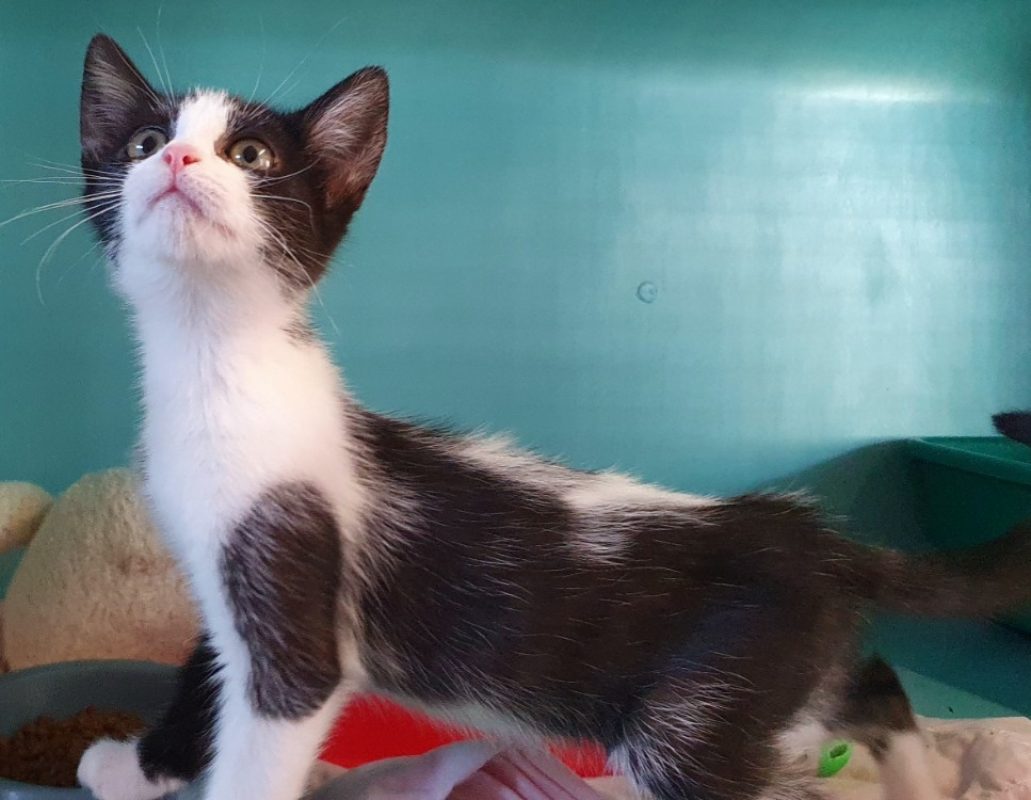 Bellanor - Chat Européen à adopter - photo 2