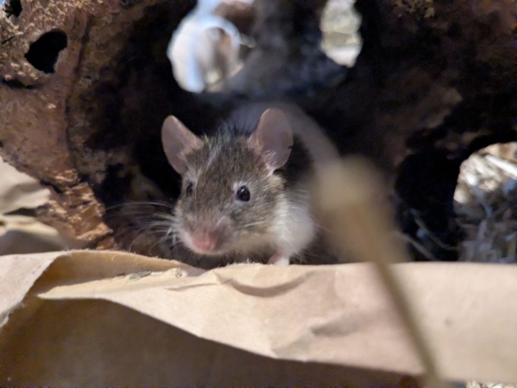 Manille - Rongeur Souris à adopter