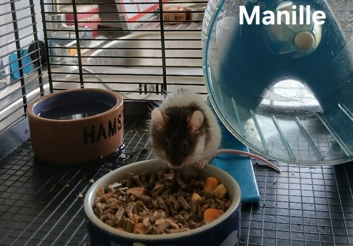 Manille - Rongeur Souris à adopter - photo 2