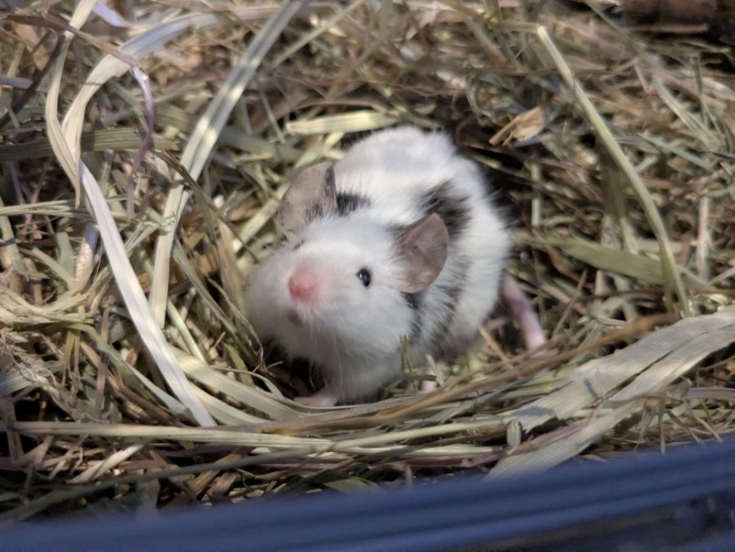Buk - Rongeur Souris à adopter