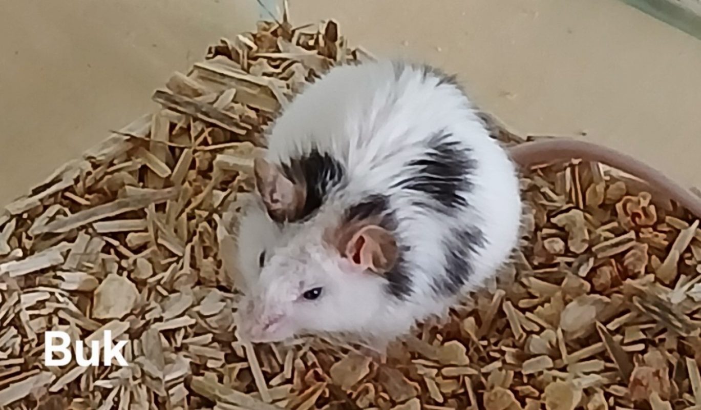 Buk - Rongeur Souris à adopter - photo 2