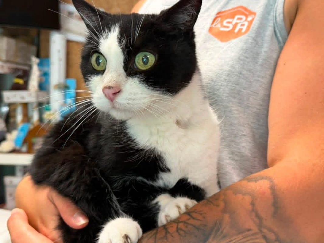 Zouko en sos - Chat Européen à adopter
