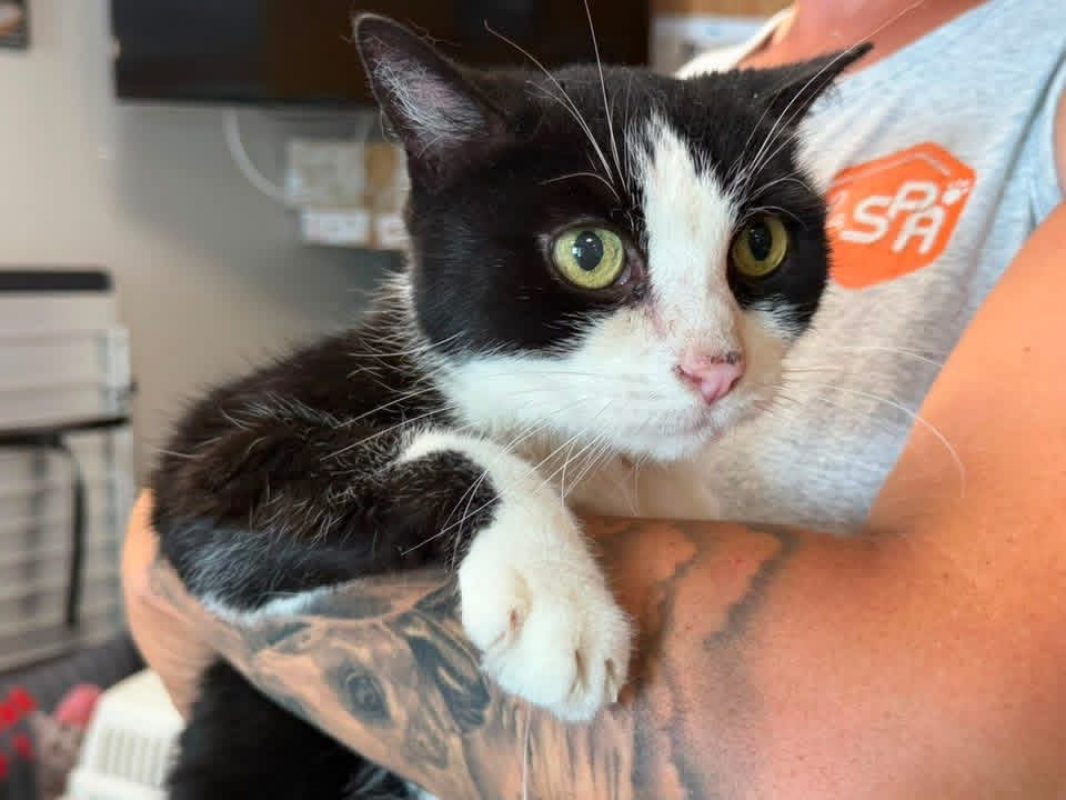 Zouko en sos - Chat Européen à adopter - photo 2