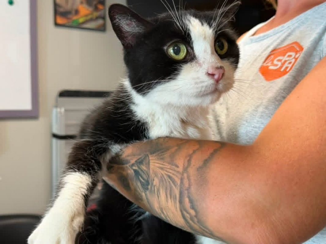 Zouko en sos - Chat Européen à adopter - photo 3