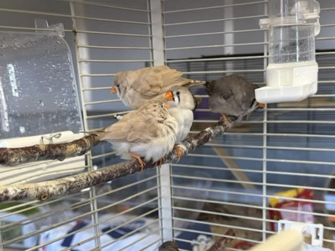 M12 - Oiseau à adopter