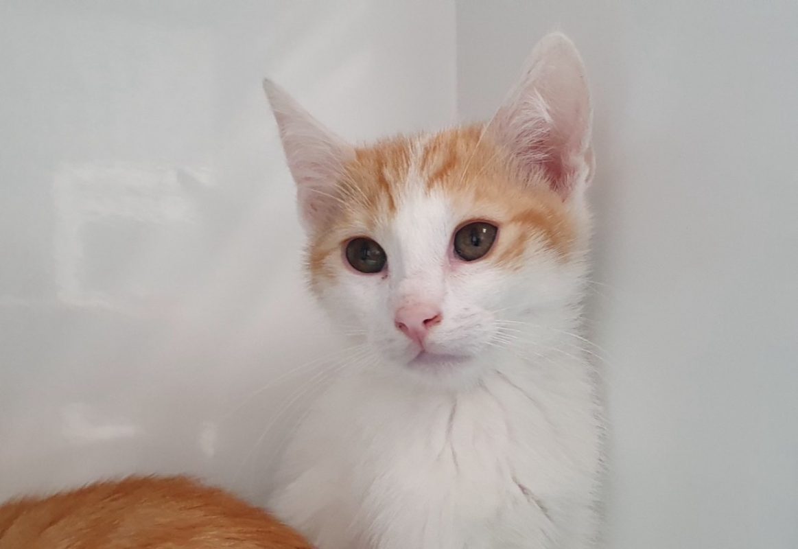 Taynor - Chat Européen à adopter