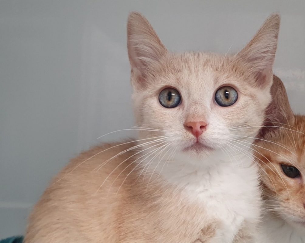 Saphir - Chat Européen à adopter