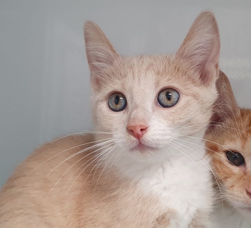 Saphir - Chat Européen à adopter - photo 2