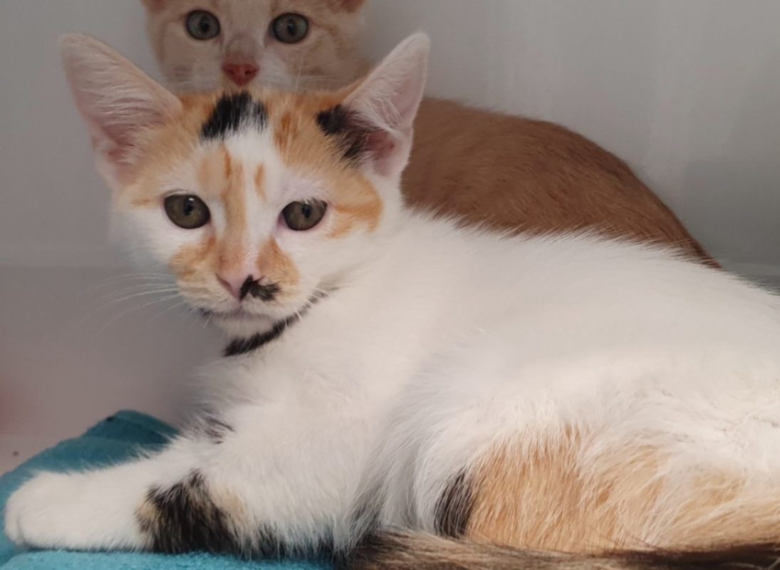 Roxy - Chat Européen à adopter