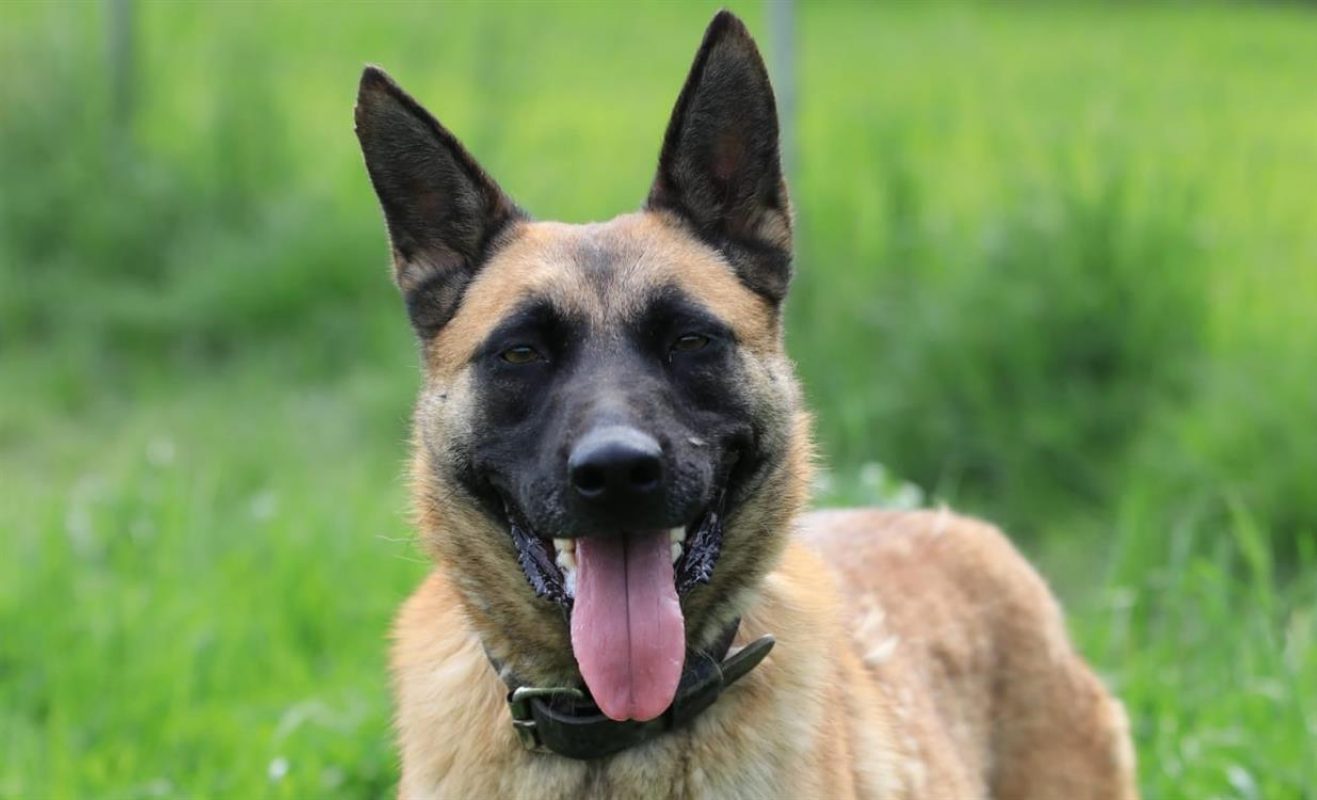 Tanya - Chien Berger Belge Malinois à adopter