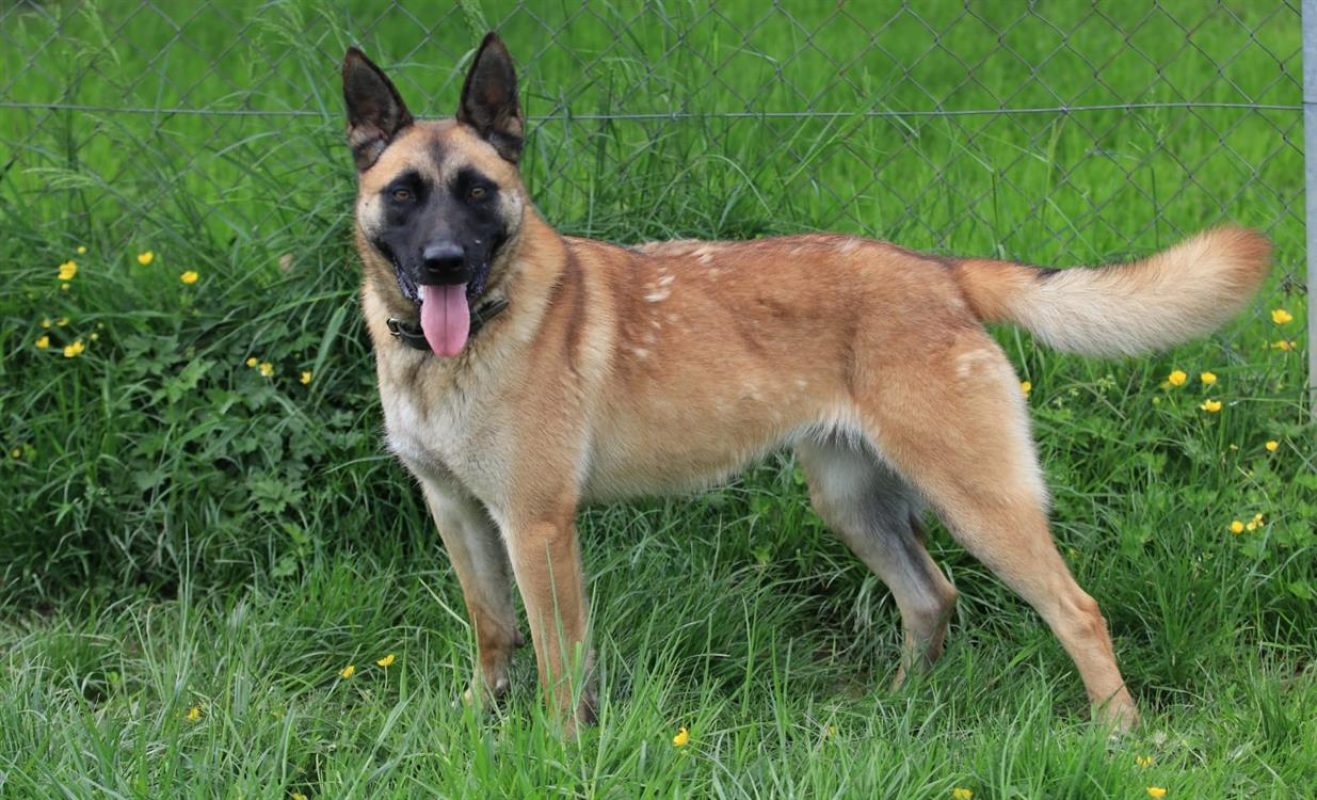 Tanya - Chien Berger Belge Malinois à adopter - photo 2