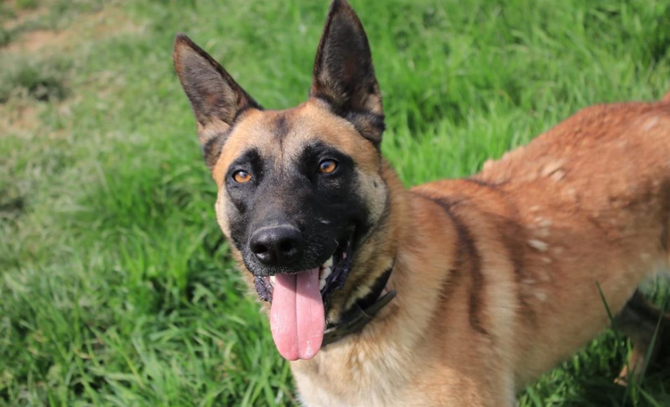 Tanya - Chien Berger Belge Malinois à adopter - photo 3