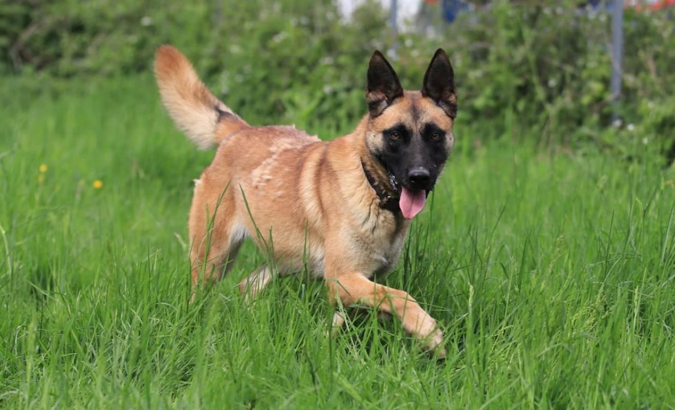 Tanya - Chien Berger Belge Malinois à adopter - photo 4