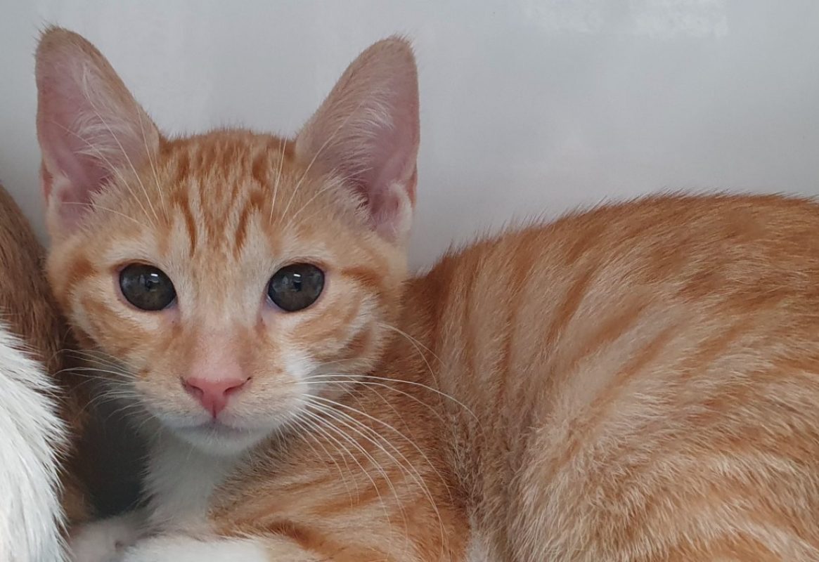 Bruce - Chat Européen à adopter