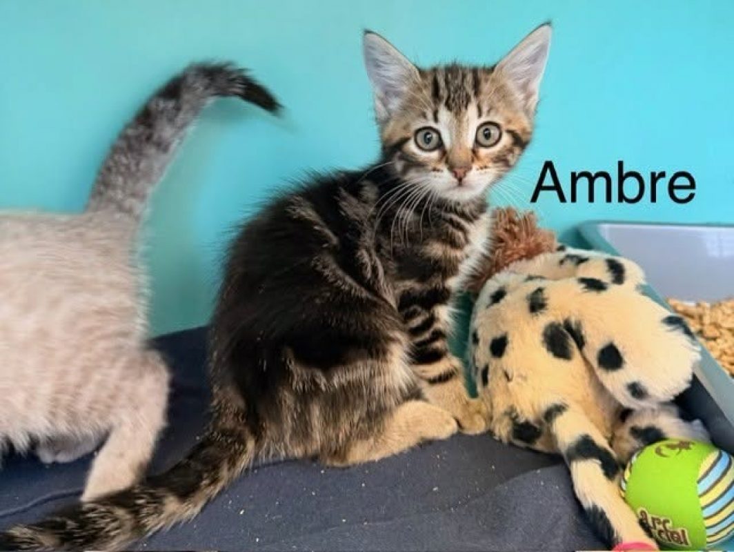 Ambre - Chat Européen à adopter