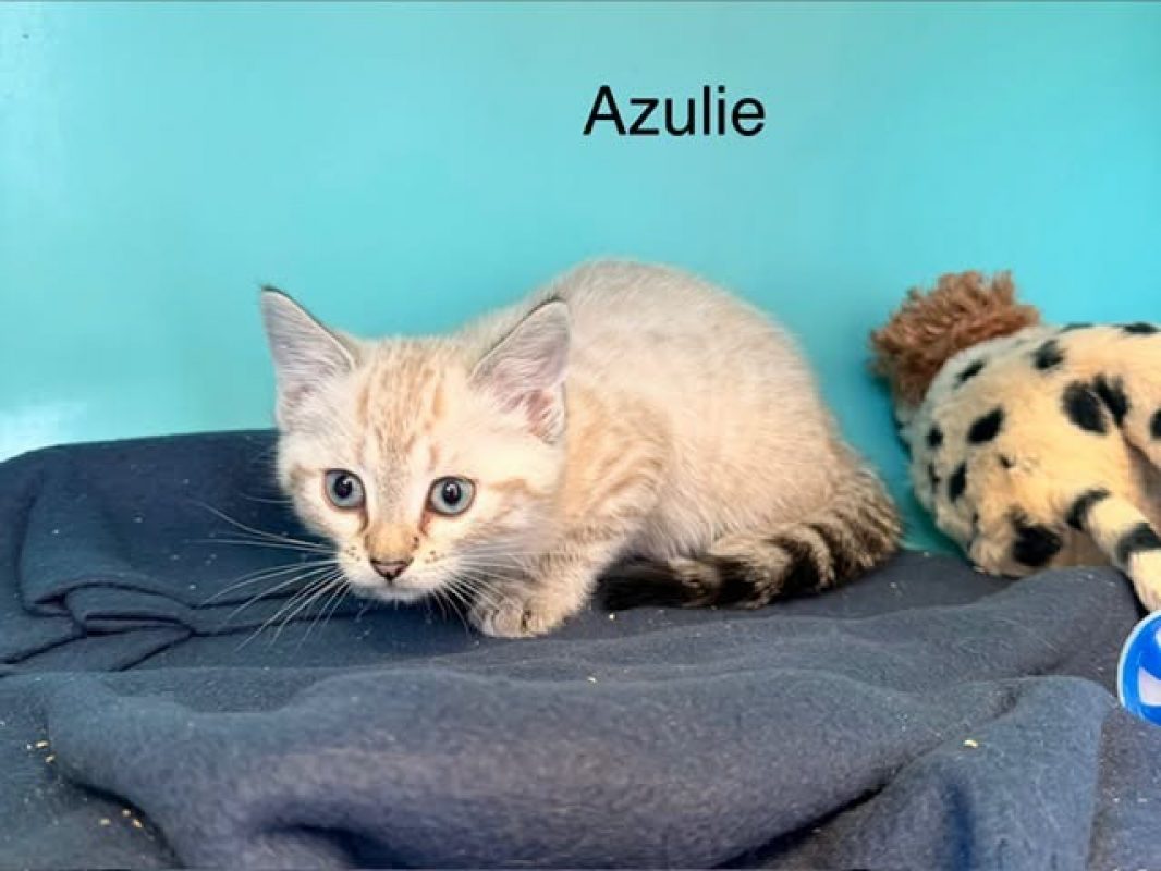 Azulie - Chat Européen à adopter