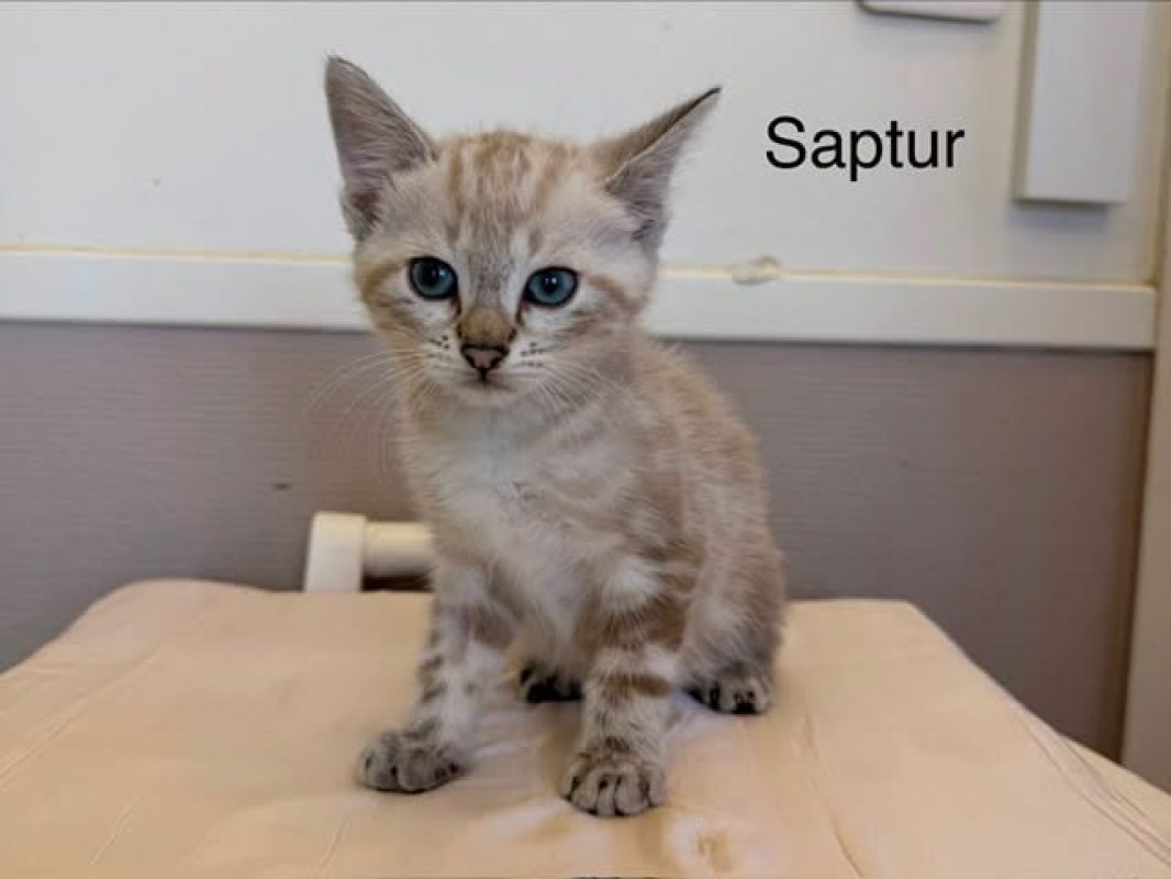 Saptur - Chat Européen à adopter
