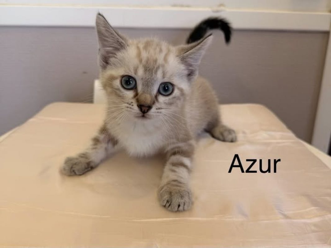 Azur - Chat Européen à adopter