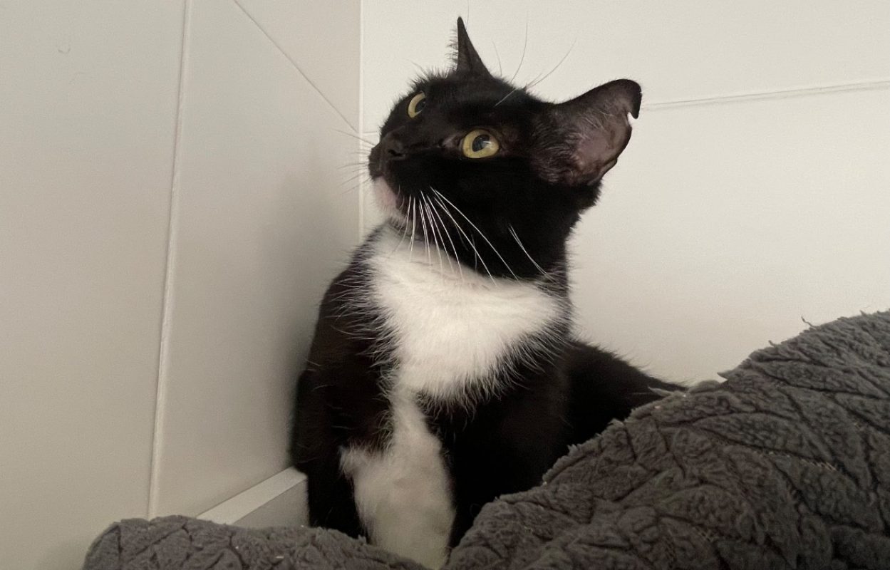 Asya - Chat Européen à adopter