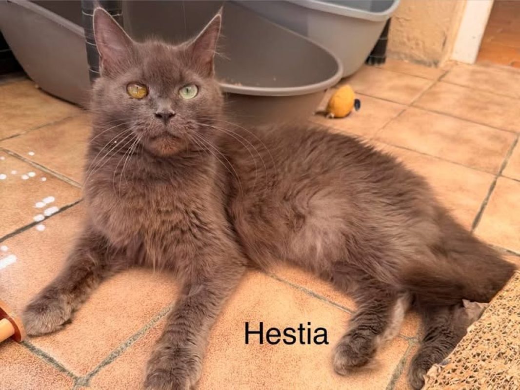 Hestia - Chat Européen à adopter