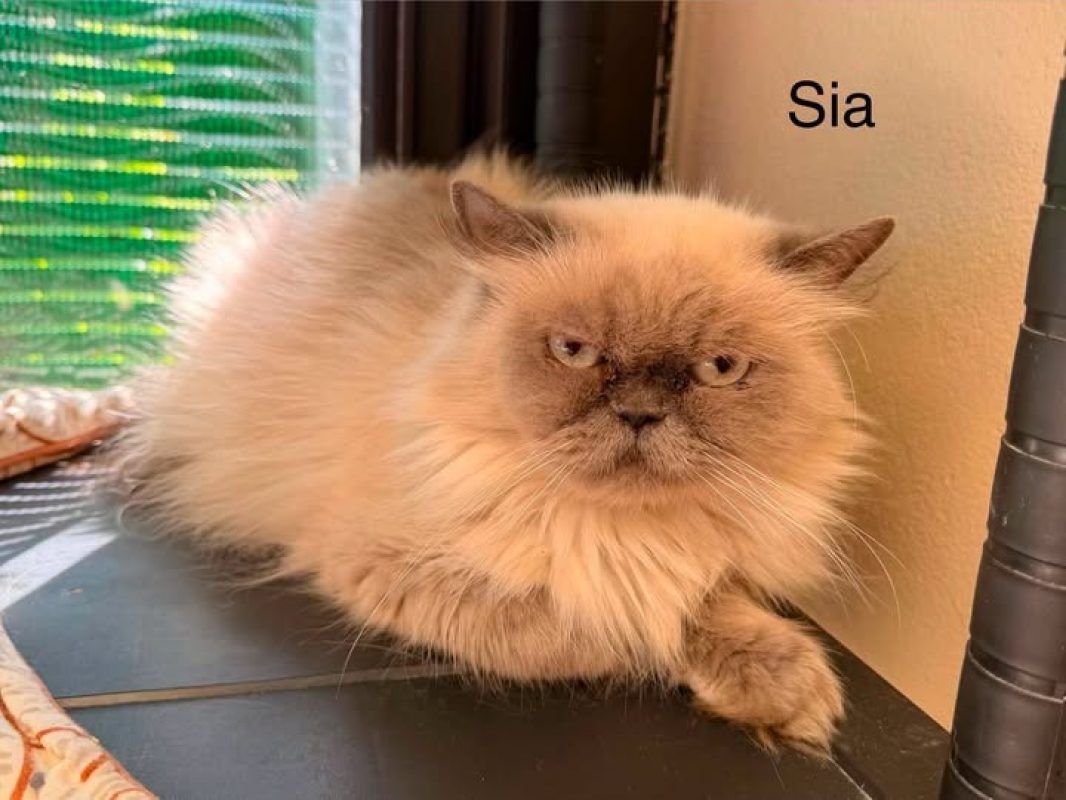 Sia - Chat Persan à adopter