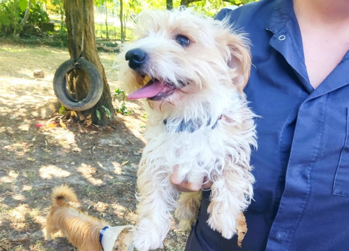 Fripon - Chien à adopter