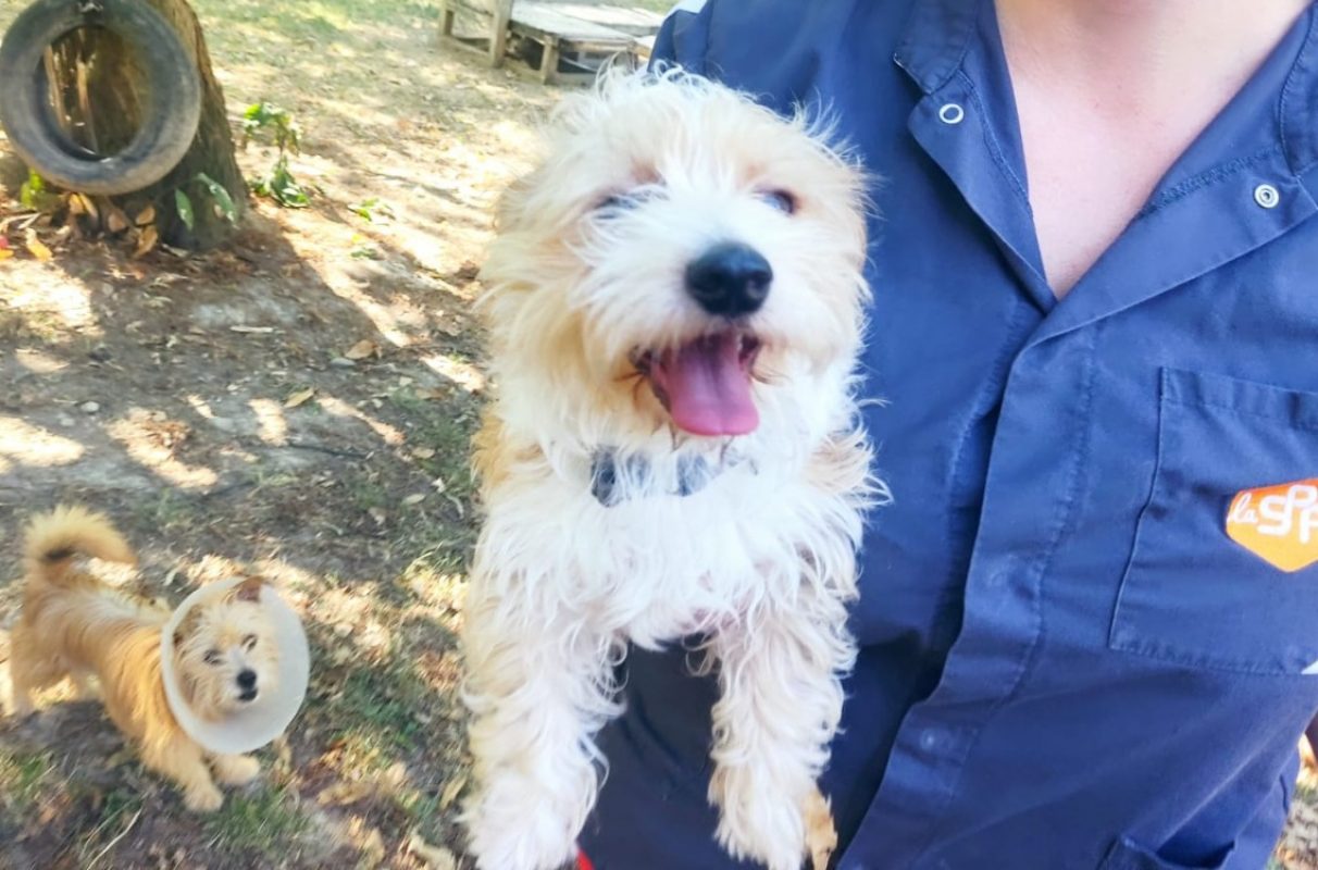 Fripon - Chien à adopter - photo 2
