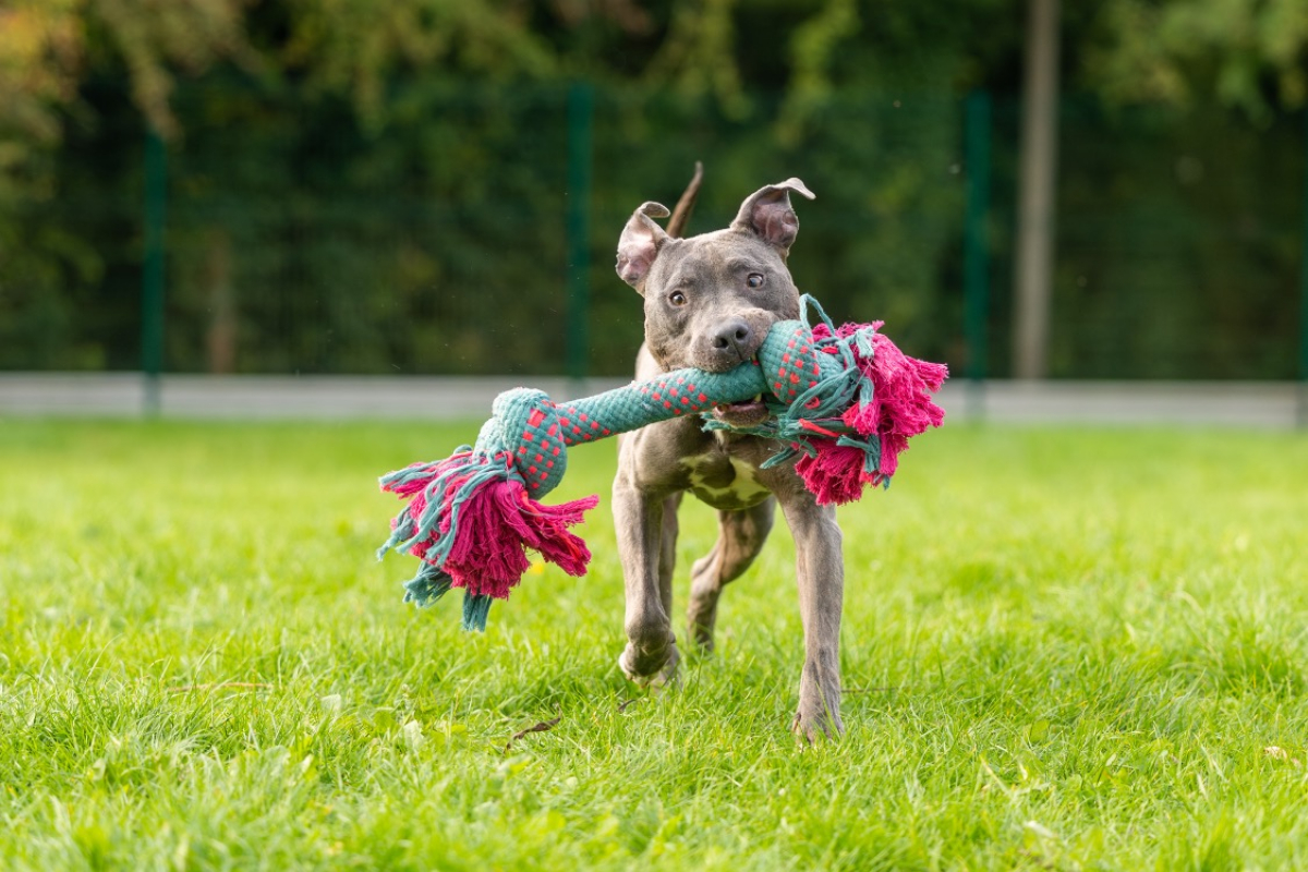 Magnum - Chien Cane Corso à adopter - photo 2