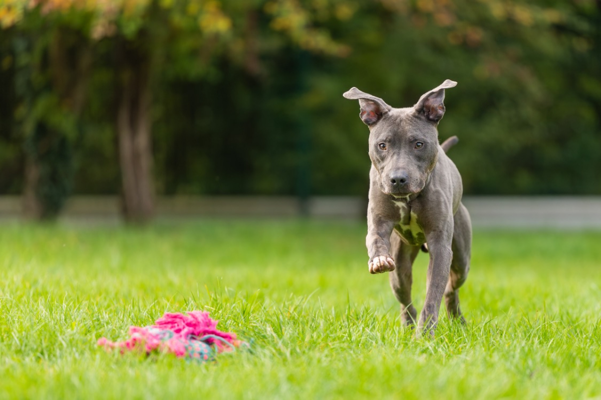 Magnum - Chien Cane Corso à adopter - photo 4