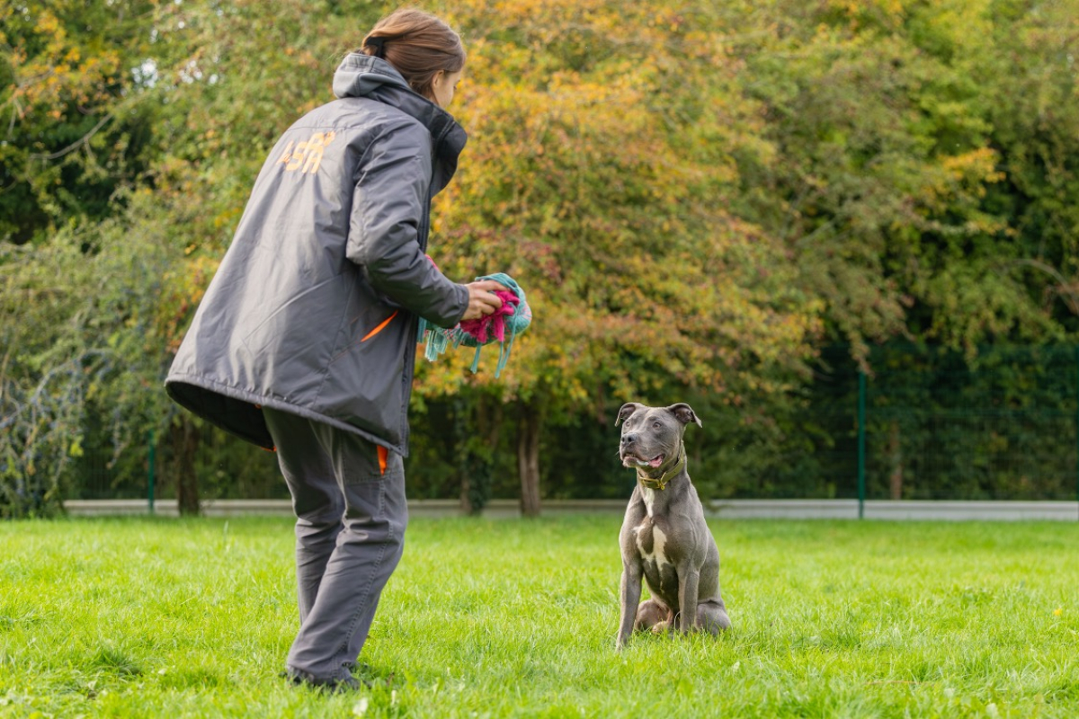 Magnum - Chien Cane Corso à adopter - photo 5