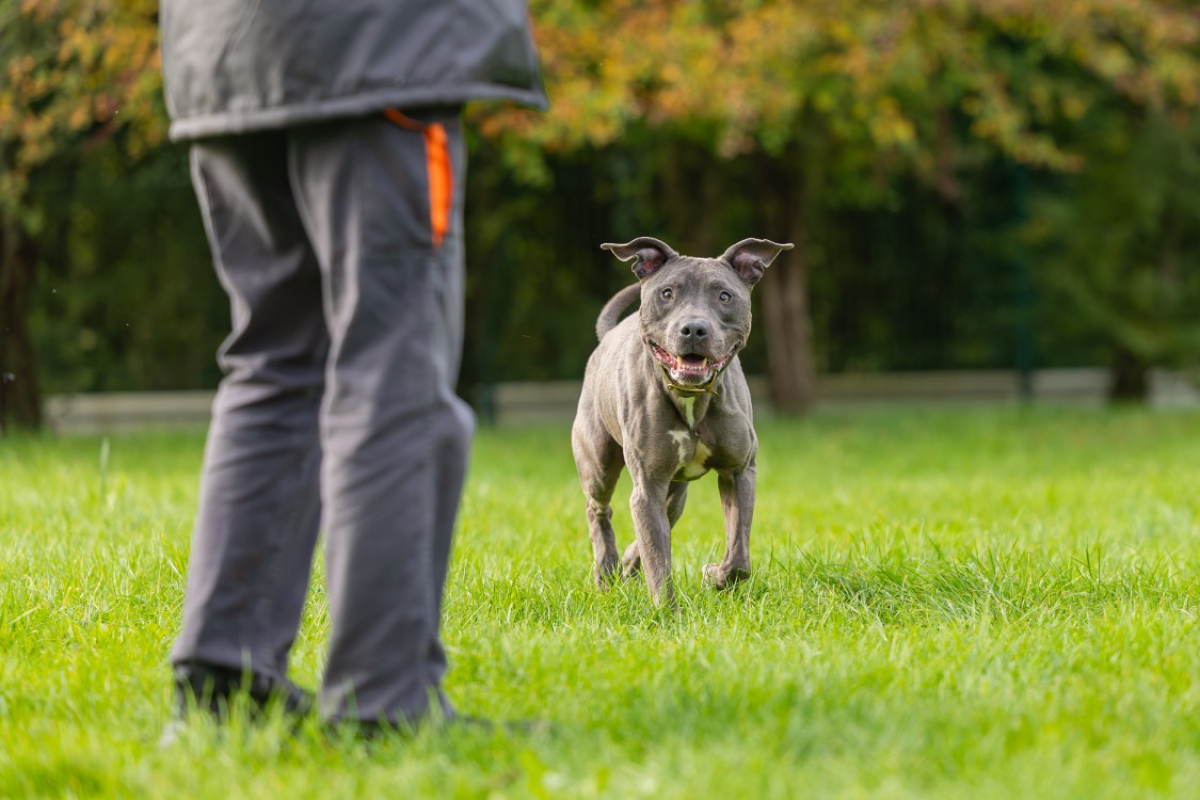 Magnum - Chien Cane Corso à adopter - photo 6