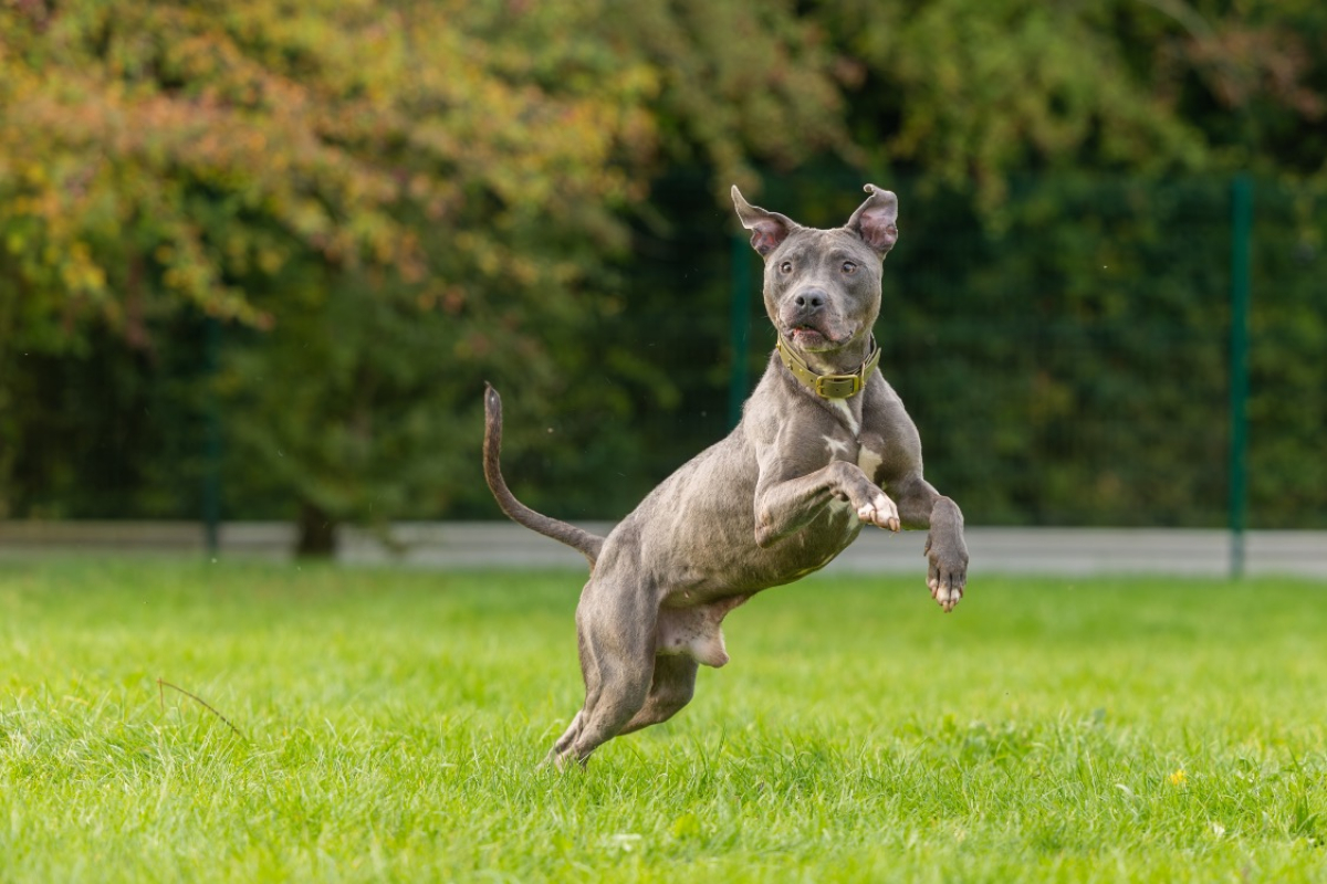 Magnum - Chien Cane Corso à adopter - photo 11